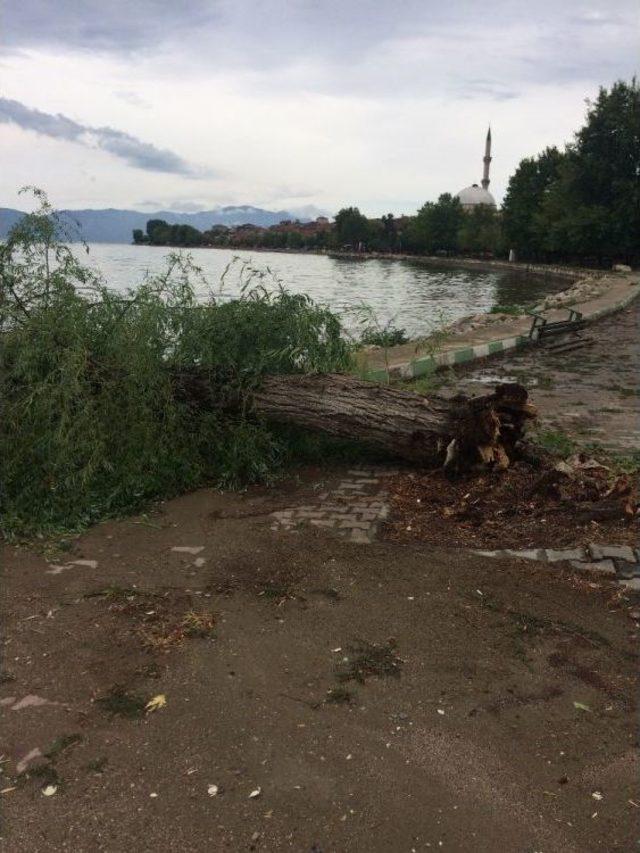 Bursa’da Fırtına Ağaçları Devirdi