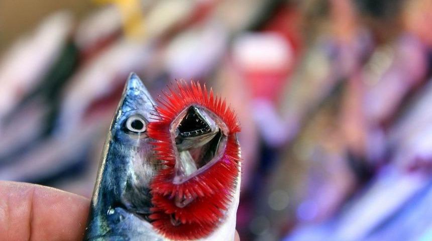 Karadeniz’de Palamut Patlaması