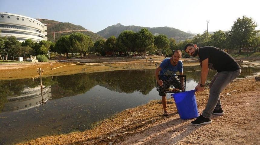Pa&uuml;&rsquo;de Balıklar Korumaya Alındı
