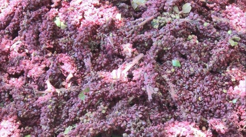 Kahramanmaraş&rsquo;ta Sumak Ekşisi Hasadı Başladı