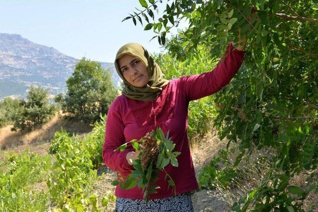 Kahramanmaraş’ta Sumak Ekşisi Hasadı Başladı