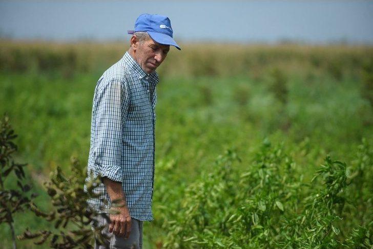 Borlu Su Sebzeleri Kuruttu G1