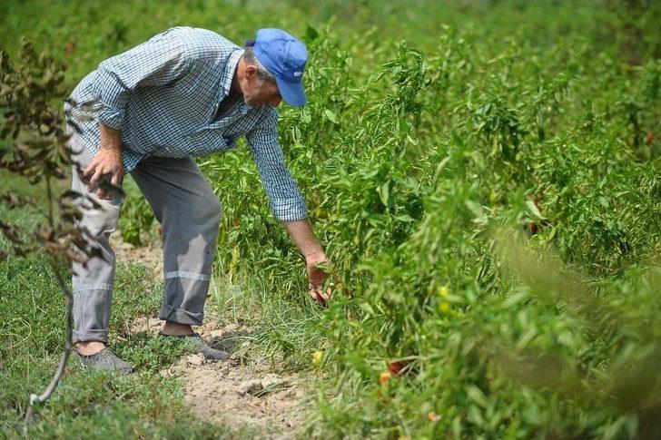 Borlu Su Sebzeleri Kuruttu G2