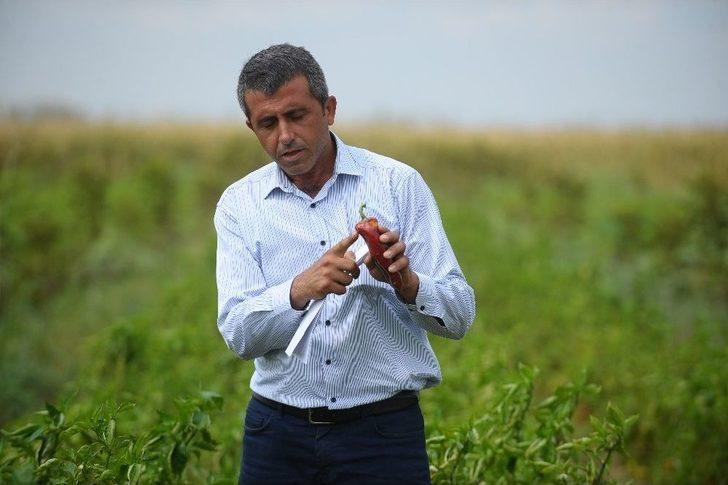 Borlu Su Sebzeleri Kuruttu G4