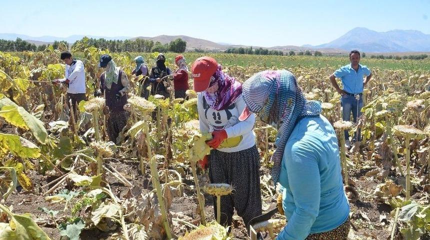 Elbistan&rsquo;da Ay&ccedil;i&ccedil;eği Hasadı Başladı