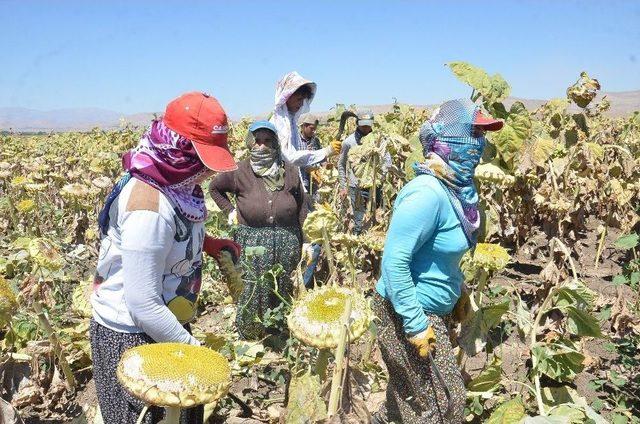 Elbistan’da Ayçiçeği Hasadı Başladı