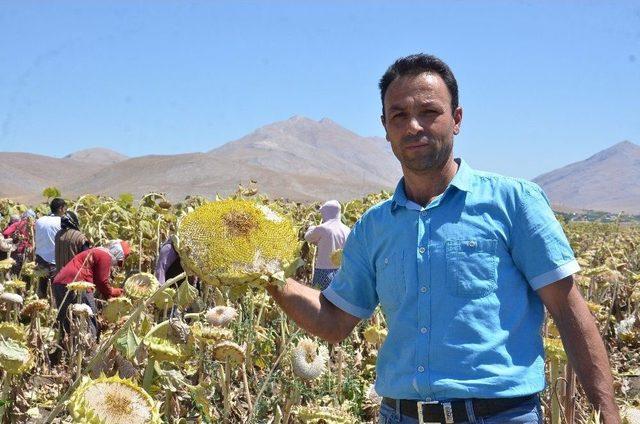 Elbistan’da Ayçiçeği Hasadı Başladı