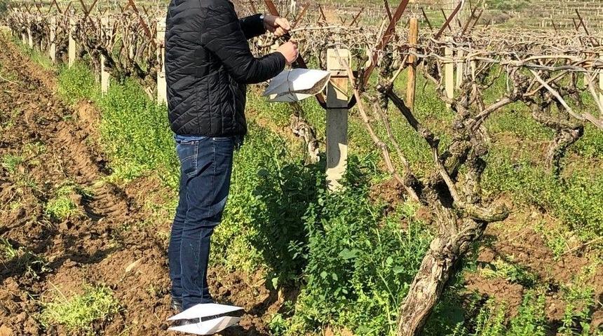 Salkım G&uuml;vesine Tuzaklı &Ouml;nlem