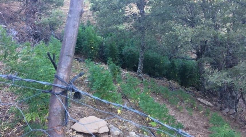 İzmir&rsquo;de 7 Bin 200 K&ouml;k Hint Keneviri Ele Ge&ccedil;irildi