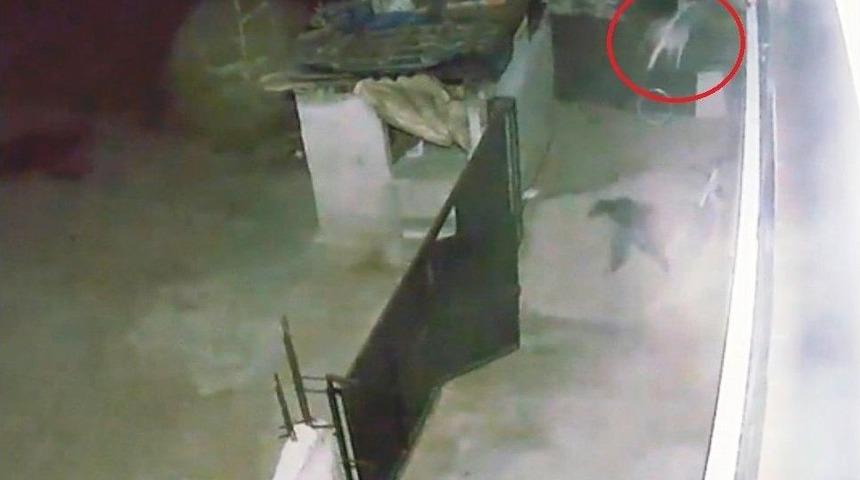 Tavuk Hırsızı Sandalye Fırlatılınca Kaçtı