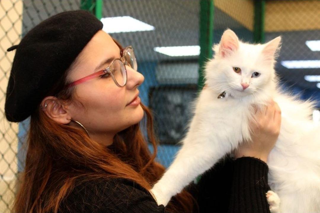 Van Kedileri G&ouml;r&uuml;c&uuml;ye &Ccedil;ıkıyor