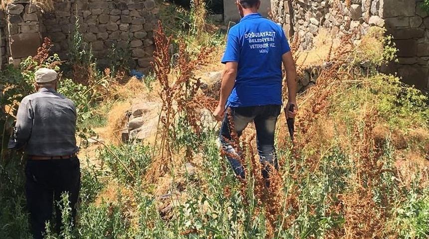 Tutak’ta Başıboş Köpekler Toplatıldı