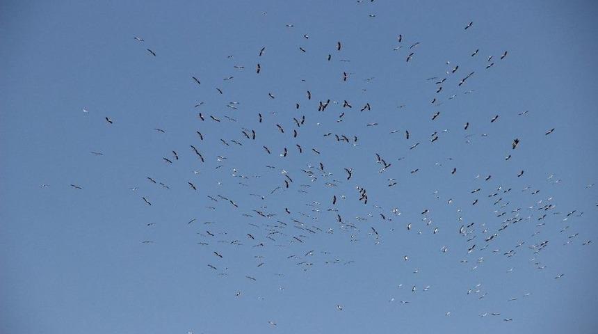 Göçe Hazırlanan Yüzlerce Leylek Eskişehir Semalarında