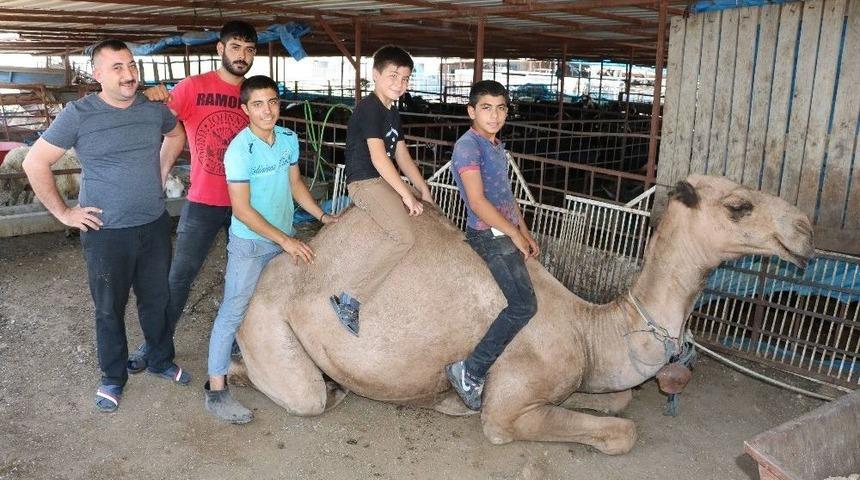 Otomobil Fiyatına Kurbanlık Deve