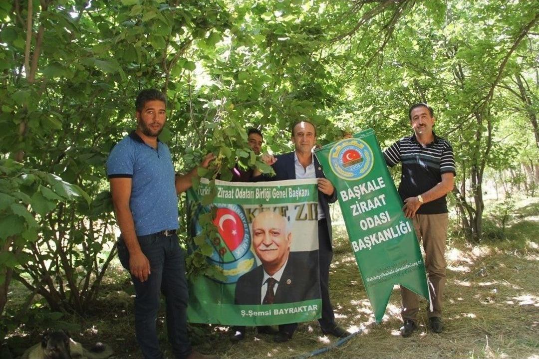 2400 Rakımlı Başkale&rsquo;de Fındık Ağa&ccedil;larından &Uuml;r&uuml;n Aldı