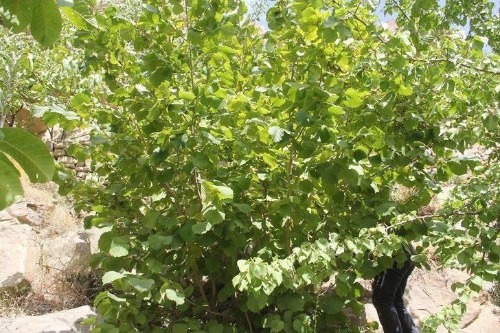 2400 Rakımlı Başkale’de Fındık Ağaçlarından Ürün Aldı G5