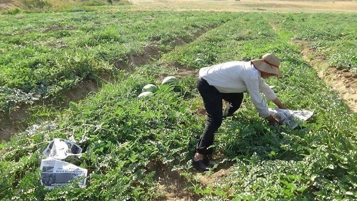 (özel) Karpuzu Böyle Koruyorlar G1