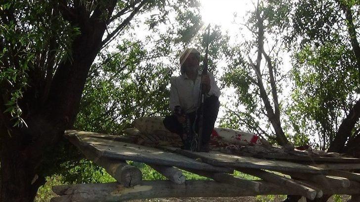 (özel) Karpuzu Böyle Koruyorlar G2