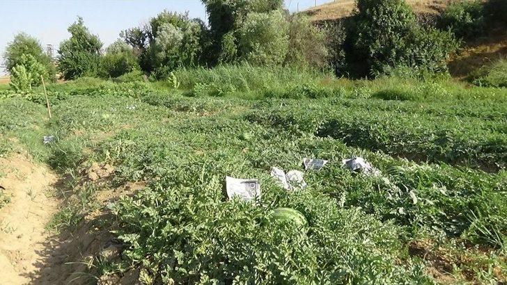 (özel) Karpuzu Böyle Koruyorlar G3