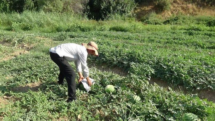 (özel) Karpuzu Böyle Koruyorlar G4