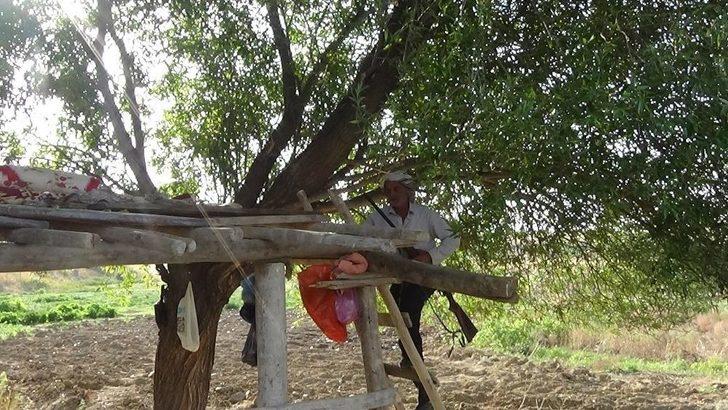 (özel) Karpuzu Böyle Koruyorlar G5