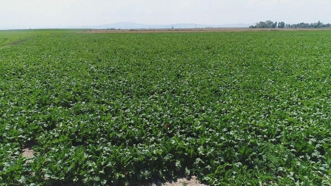 Pancar &Uuml;retimini 4 Katına &Ccedil;ıkardılar