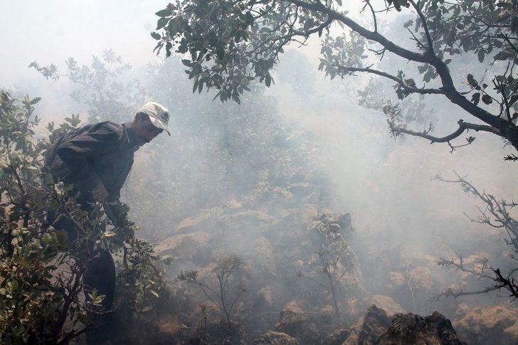 Midyat’ta Ormanlık Alanda Çıkan Yangın Sürüyor G1
