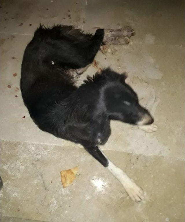 Gaziantep’te Köpek Vahşeti