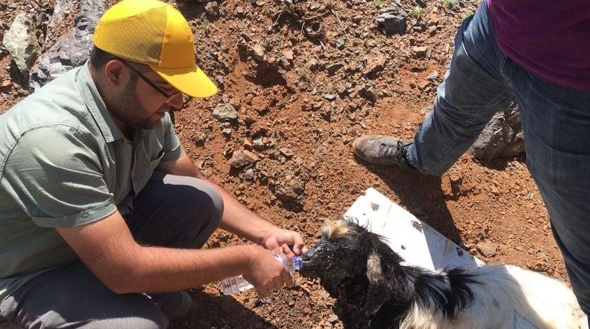 Yola Dökülen Zift, Hayvanlar İçin Büyük Tehlike