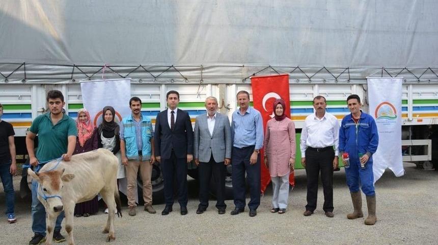 Hisarcık&rsquo;ta 6 Gen&ccedil; &Ccedil;ift&ccedil;i&rsquo;ye 30 B&uuml;y&uuml;kbaş Hayvan Dağıtıldı