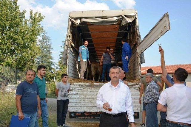 Hisarcık’ta 6 Genç Çiftçi’ye 30 Büyükbaş Hayvan Dağıtıldı