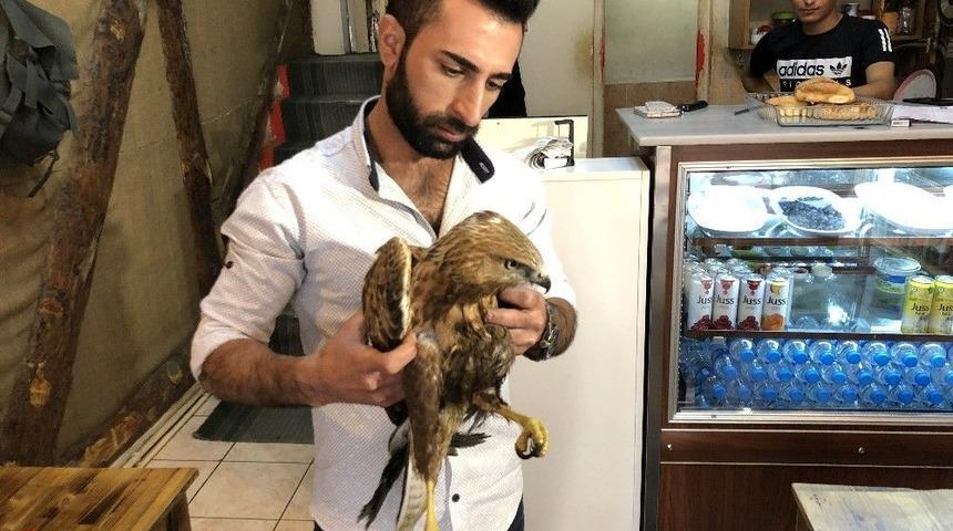 Kars’ta Vatandaşların Bulduğu Yaralı Kızıl Şahin Tedavi Edilecek