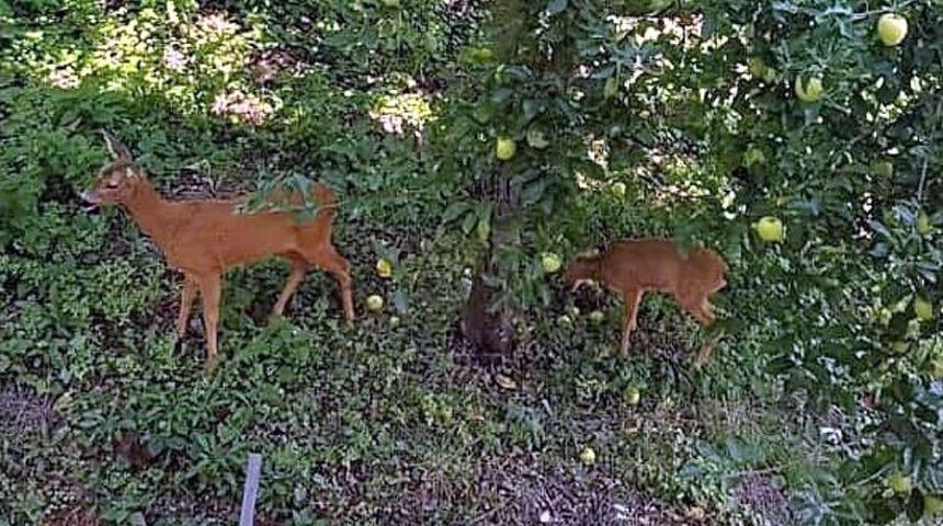 Fatsa&rsquo;da A&ccedil; Kalan Ceylanlar Şehir Merkezine İndi