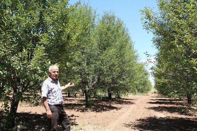 Bu Yıl Vişne Dalları Boş Kaldı