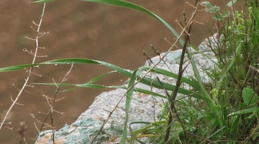 Dağlarda Yetişen Doğal Sarımsak&rsquo;ın Sırrı