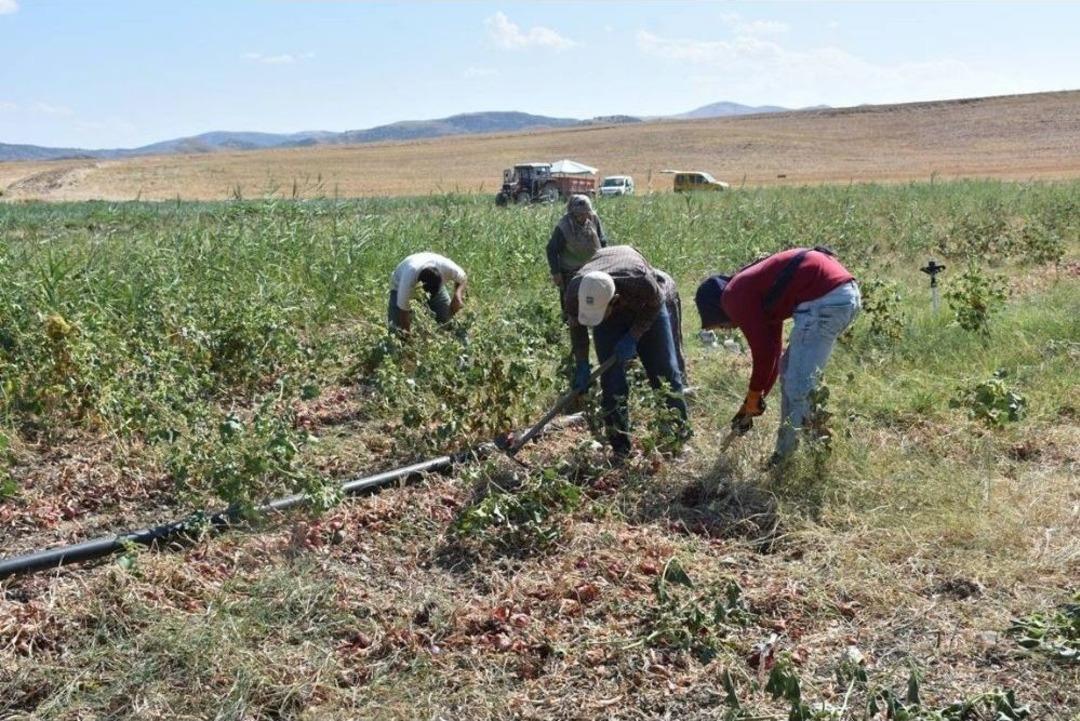 Bir Asırlık &rsquo;kılı&ccedil;lar Soğanı&rsquo;nın Hasadı Başladı