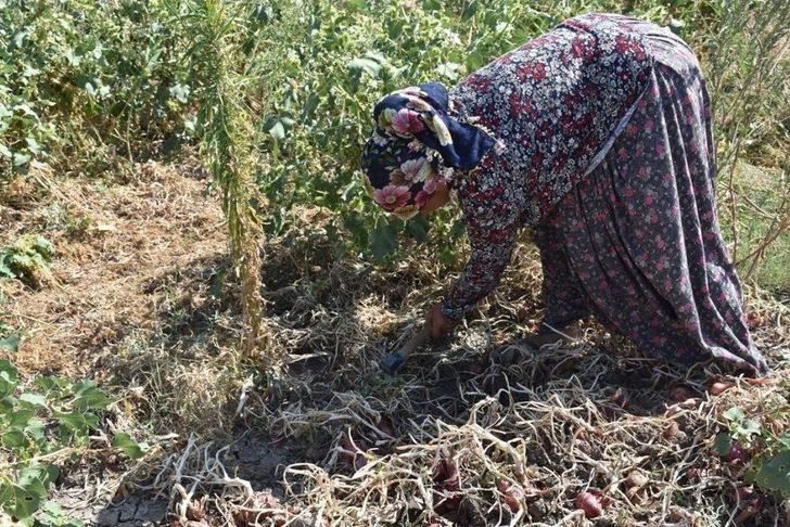 Bir Asırlık ’kılıçlar Soğanı’nın Hasadı Başladı G1