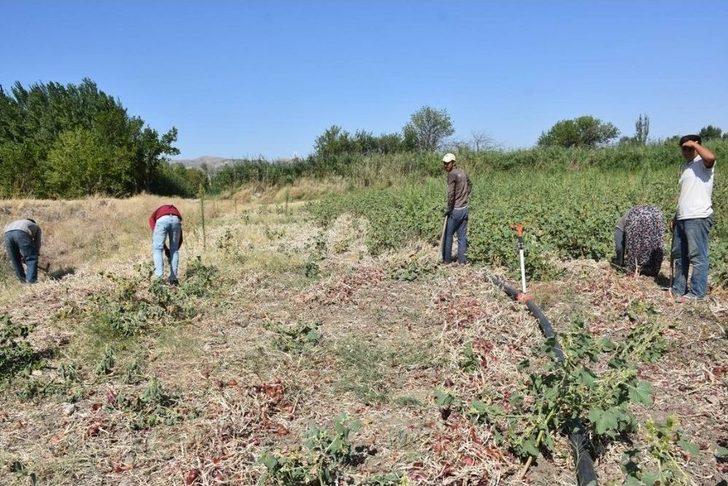 Bir Asırlık ’kılıçlar Soğanı’nın Hasadı Başladı G3
