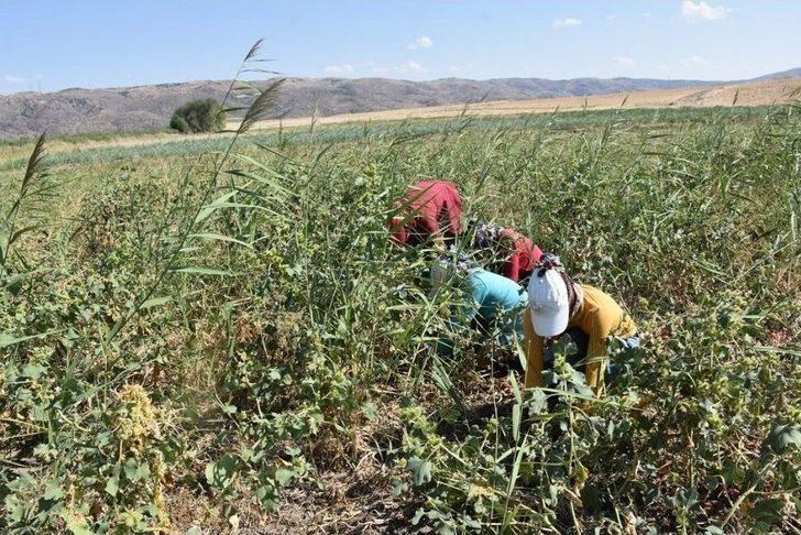 Bir Asırlık ’kılıçlar Soğanı’nın Hasadı Başladı G4