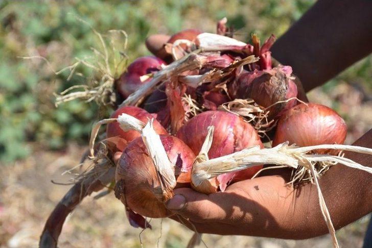 Bir Asırlık ’kılıçlar Soğanı’nın Hasadı Başladı G5