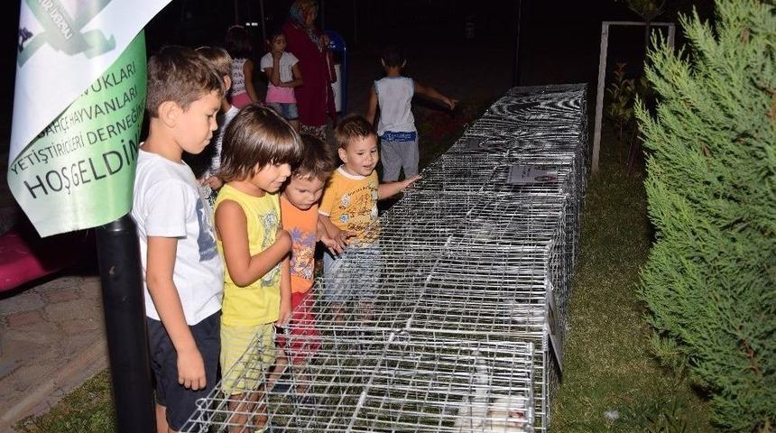Sultan Tavukları Çocukları Cezp Etti