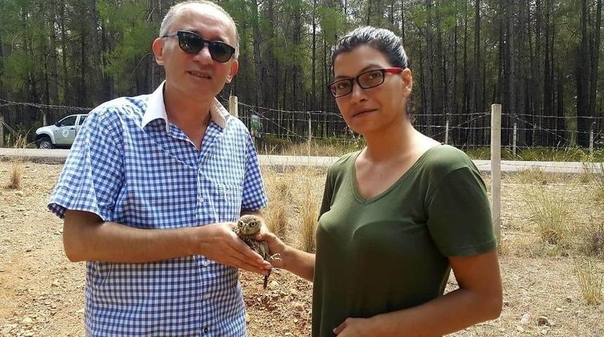 İyileşen Baykuş Yavrusu Doğaya Bırakıldı