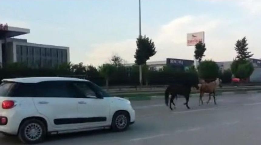 Bursa’da Başı Boş Atlar Trafiği Tehlikeye Soktu
