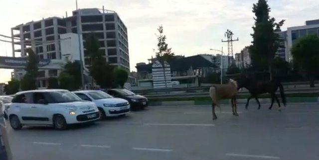 Bursa’da Başı Boş Atlar Trafiği Tehlikeye Soktu