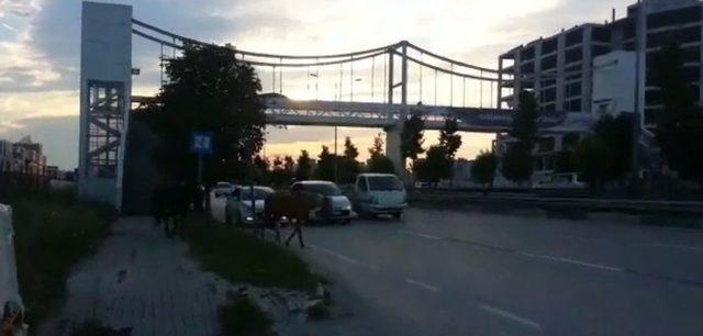 Bursa’da Başı Boş Atlar Trafiği Tehlikeye Soktu