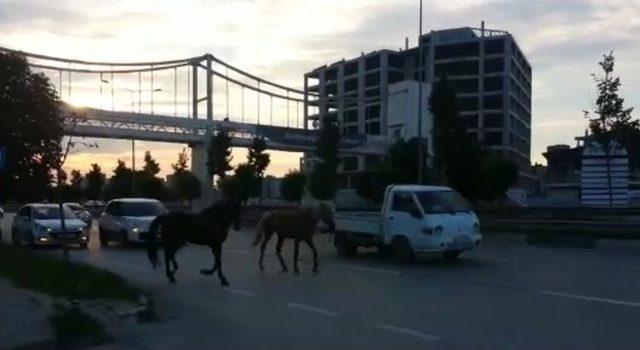 Bursa’da Başı Boş Atlar Trafiği Tehlikeye Soktu