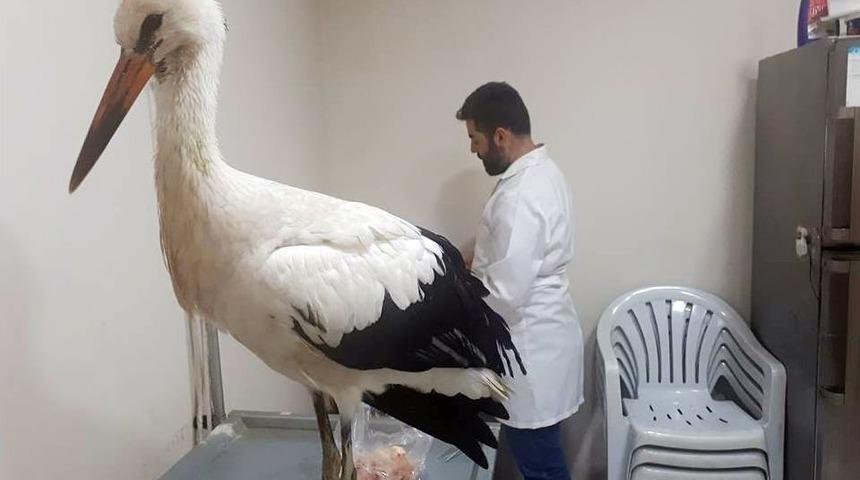 Afrin&rsquo;de Bulunan Leylek Hatay&rsquo;da Tedavi Altına Alındı