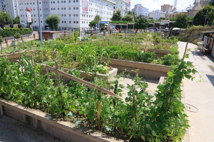 Küçükçekmeceliler Pazara Gitmiyor, Bahçeye İniyor G4