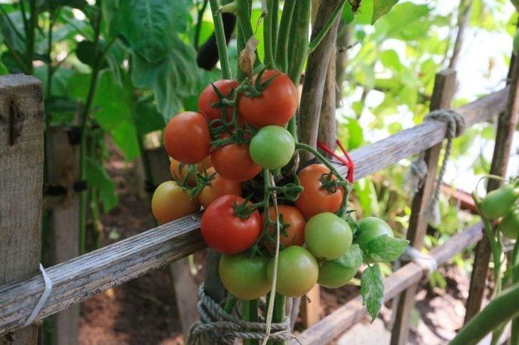 Küçükçekmeceliler Pazara Gitmiyor, Bahçeye İniyor G5