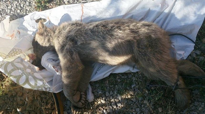 Gümüşhane’de Genç Boz Ayıyı Öldüren Şahsa 17 Bin 455 Lira Ceza Kesildi